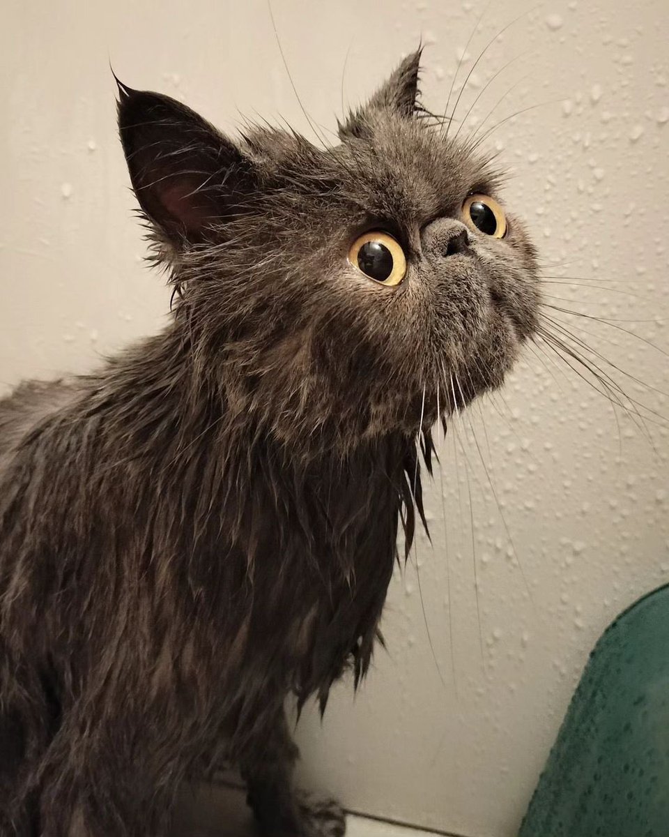ginto1818's tweet photo. お風呂入りました🛁

#エキゾチックショートヘア #ねこすたぐらむ #ねこのいる生活
#猫のいる暮らし #猫好きさんと繋がりたい #ねこのきもち #pecoねこ部 #サンデイ #catsta https://t.co/lR8u17B89L