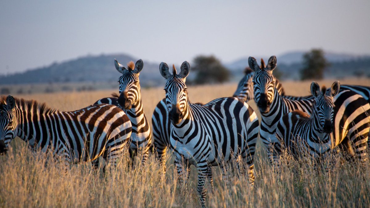 The first day of #RareDiseaseMonth is the perfect time to get back on this platform after a very long hiatus. How are all the wonderful zebras & zebra lovers doing? 
@NeenaNizar @EMoriartyWade @ownyourcrohns @dazzle4rare @itbe444me @RareDiseaseDad @OccipitalHDavid