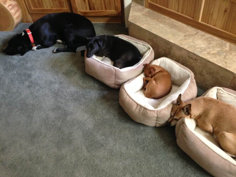 Bella, Jake, Rita, Lola. My four fur babies all snuggled up about 9 years ago.