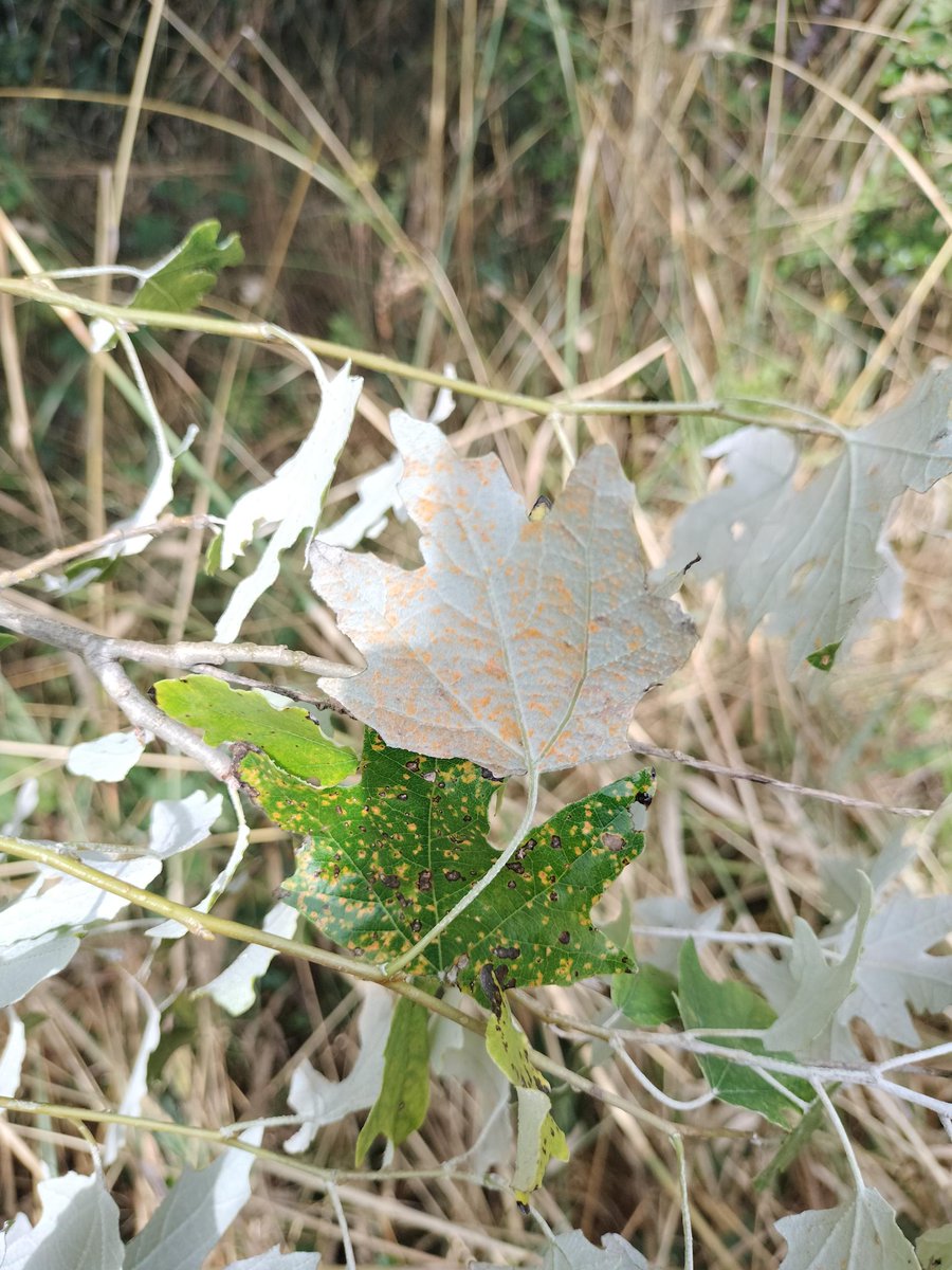 Scion (@scion_research) on Twitter photo WANTED: POPLAR RUST If your poplar trees are showing discoloration, & rust-like spots, we want to hear from you for #research into aerial transport of tree #pests & #diseases. If you can donate symptomatic poplar leaves contact Emily.mclay@Scionresearch.com. #bayofplenty #waikato WANTED: POPLAR RUST If your poplar trees are showing discoloration, & rust-like spots, we want to hear from you for #research into aerial transport of tree #pests & #diseases. If you can donate symptomatic poplar leaves contact Emily.mclay@Scionresearch.com. #bayofplenty #waikato