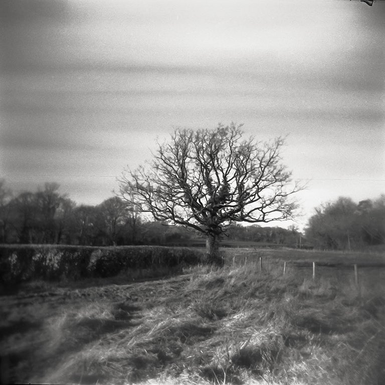 @ILFORDPhoto Lone Tree Holga 120CFN #hp5in120 #ilfordphoto #fridayfavourites