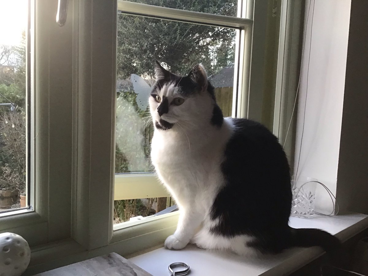 MittensMia's tweet photo. @Hedgewatchers @KimoKekonaKekoa I’m looking at the garden contemplating life for my #hedgewatch. I like using my giant cat flap when the Staff are here to open it for me. I dedicate my shift today to #HedgewatchForKayla remembering the lovely family of cats Kayla was part of.  Luv &amp; pawhugs to her family 💔💚❤️ https://t.co/EaBm13gK57