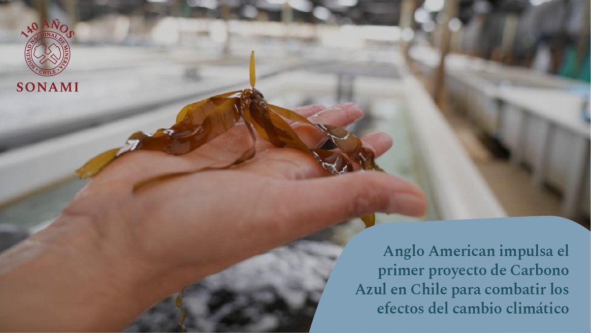 Frente a expertos, autoridades, científicos y académicos, <a href="/AngloAmericanCL/">Anglo American Chile</a> presentó junto a 
<a href="/fundacionchile/">Fundación Chile</a>, Aqua Pacifico y <a href="/uandresbello/">U. Andrés Bello</a>, el piloto de su proyecto #CarbonoAzul, un hito pionero en Chile. bit.ly/42alyi5