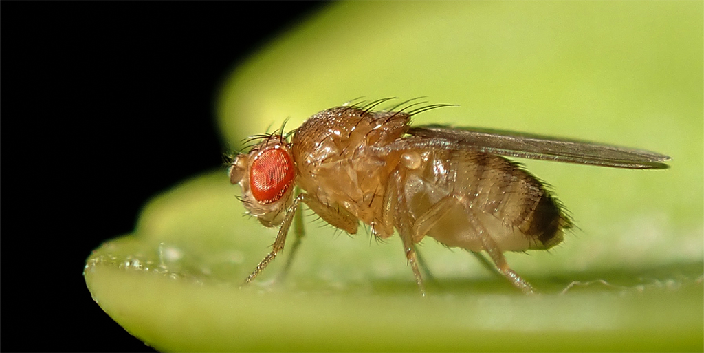 Monash_Science's tweet photo. Diet Breakthrough! 🦟🍔 @MonashBiol scientists led by @TahliaFulton discover how short-term isoleucine deprivation, a less restrictive alternative to intermittent fasting, shows remarkable results in fruit flies.
Read more: https://t.co/CjM0UhvRlx
#HealthResearch #DietScience https://t.co/zfySlZn5FB