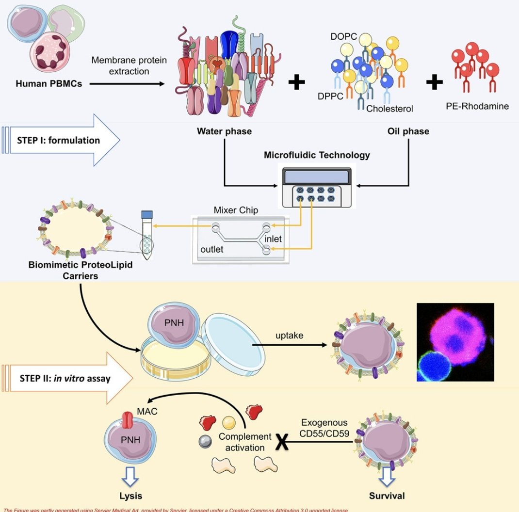 It has been long journey for optimizing formulations and found donors and patients. Thank you @PasqualinaScala @ValentinaGiudice @ErwinLamparelli for trusting in this project and to the Hematology Team at the University Hospital <a href="/UniSalerno/">Università Salerno</a>
More at :sciencedirect.com/science/articl…