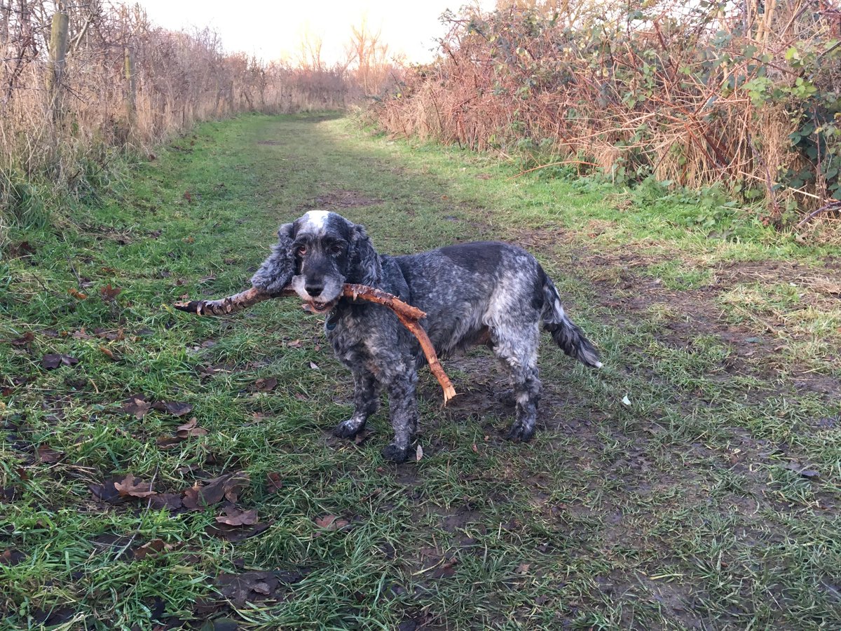 Stu Elsom tweet media