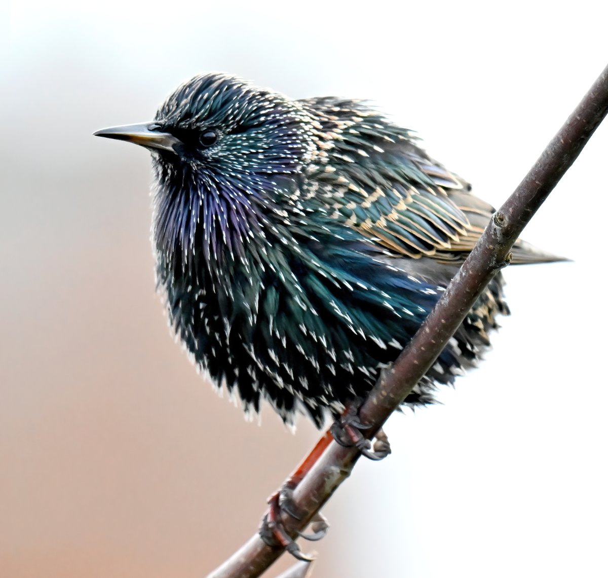 As it's Friday, I'm asking all my followers to please retweet this tweet to help my little bird account beat the algorithm and be seen!🙏😊 To make it worth sharing, here's a little ball of Starling outside my bathroom window. 😍 Thank you so much! 🙏♥️ #FridayRetweetPlease