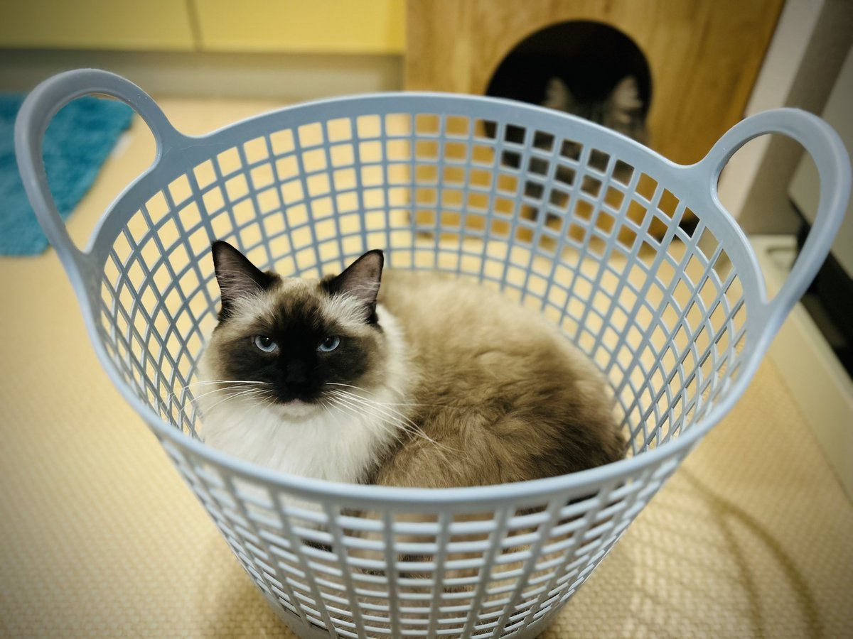 creative_egg_jp's tweet photo. 洗濯カゴの良さを知ってしまった。

#猫 #ラグドール #シールポイントミテッド https://t.co/hHFgN30XpE