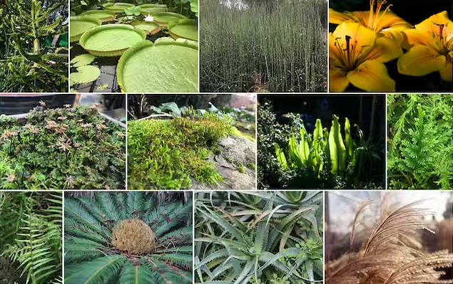 PlantingUp's tweet image. Map of Plants dlvr.it/T2BjMl