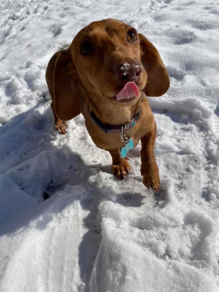 Vote for my dog for America’s Favorite Pet! #SupportTheSpine #FitzForFavePet 

americasfavpet.com/2024/fitzgeral…