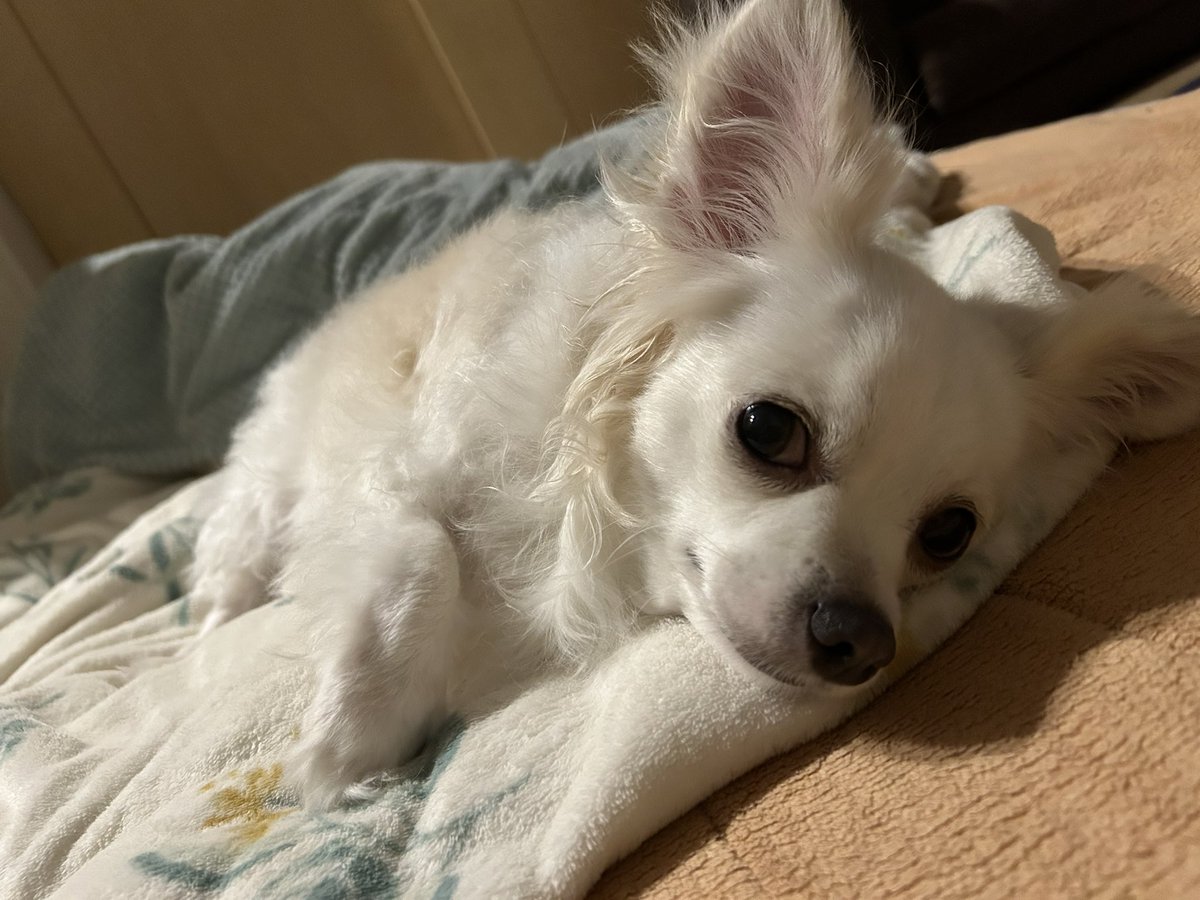 comcomcomg's tweet image. きょうから かいぬしとずっといっしょ！