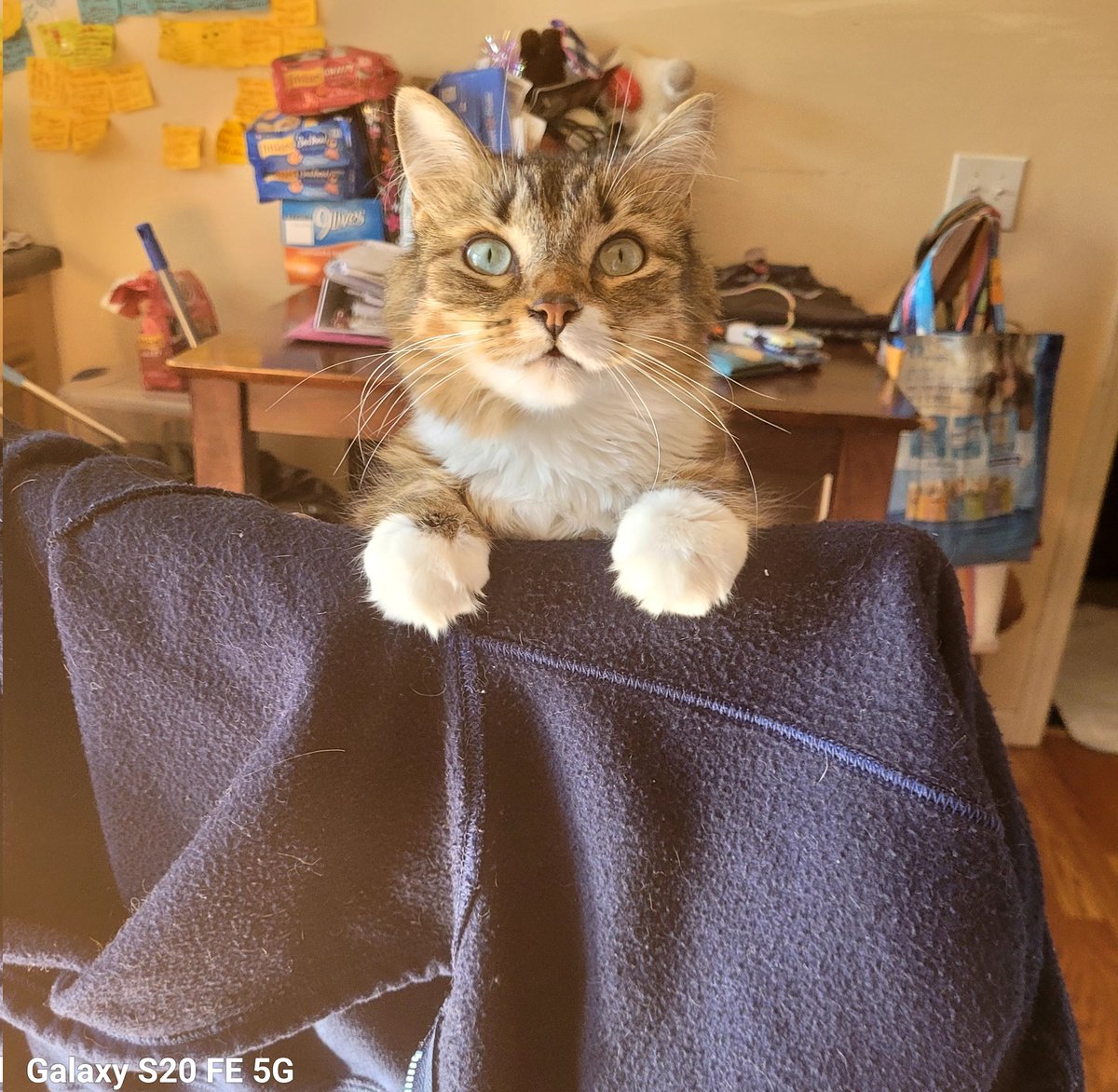 lynnslagle42's tweet photo. Harriet is always so michevious #edgarsfamily #edgarssissy #littlemisspoofyhead #spoiledbrat #mommasgirl #prettyprettyprincess #chirps #createdamonster #lovemygirl https://t.co/9XPPtgIFlj