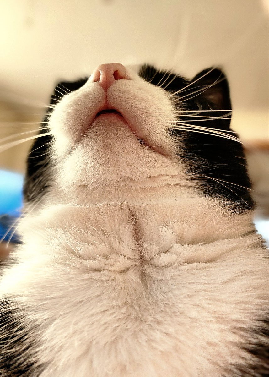 _ViralCats_'s tweet photo. Woke up thinking, "What is that HUGE weight on my chest?"
Opened my eyes: "Oh, Hi, Oliver."
Photo by Heidi Coleman.
#shouldhavecat #nocontextcats #coolcatsociety #CatsOnTwitter #CatsOfTwitter #CatsLover #cats #pets #kitty #cute #ViralCats https://t.co/xL6oQ2Lsaw