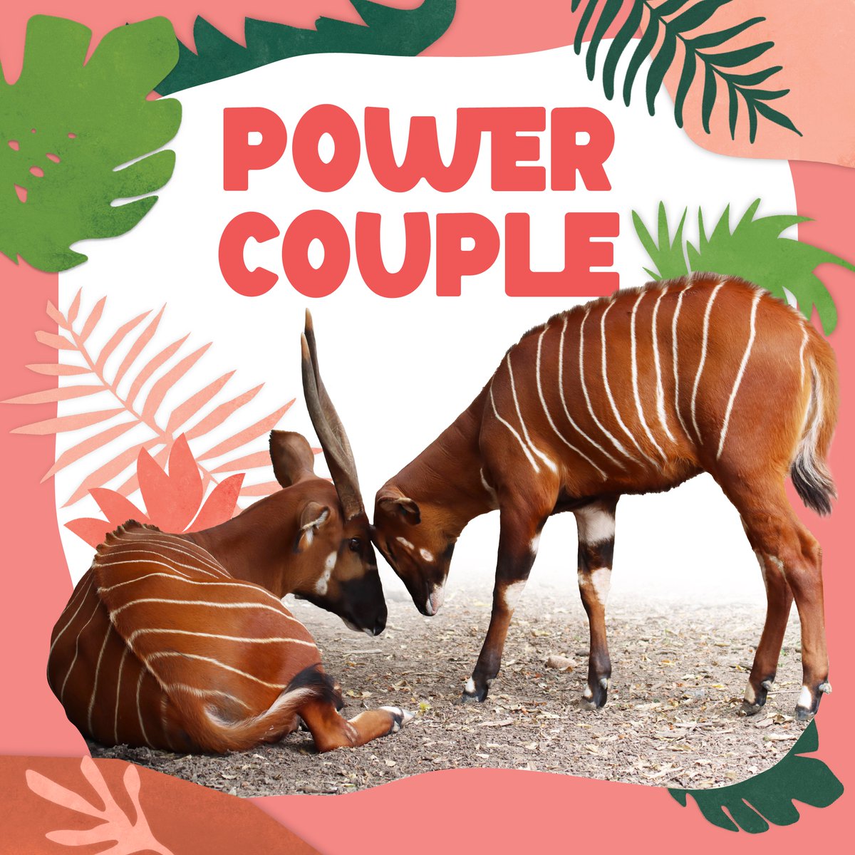 From platonic pals to power couples to sweet siblings and beyond, all our animals need your help to ensure that our dedicated experts can continue to provide world-class animal care. Share the love this February! Donate any amount today: coloradogives.org/organization/D…
