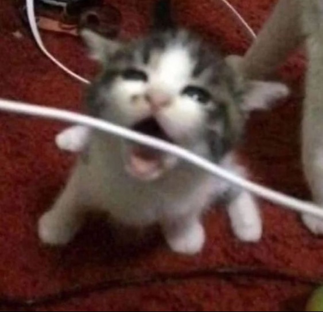 Punch Cat tweet media