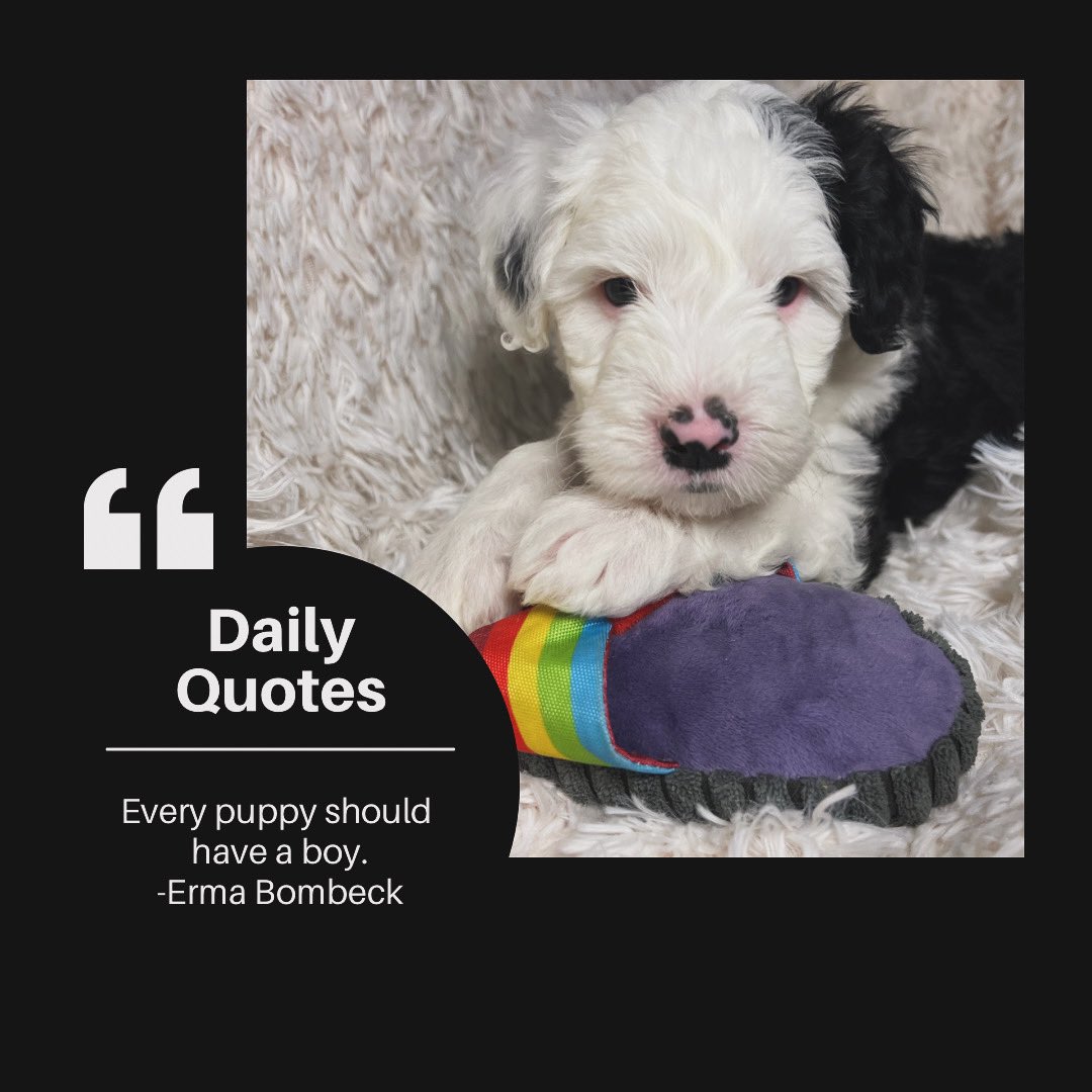 Check out Oreo and his siblings @ heroesdoodles.com #minisheepadoodle #adorable #socute #puppylove #bestfriends #bestfriend #bestfriendforever #bestfriendquotes #puppiesforsale #doodlepuppy #doodle #doodlepuppiesforsale #doodlepuppylove #doodlepuppiesofinstagram #doodlelove