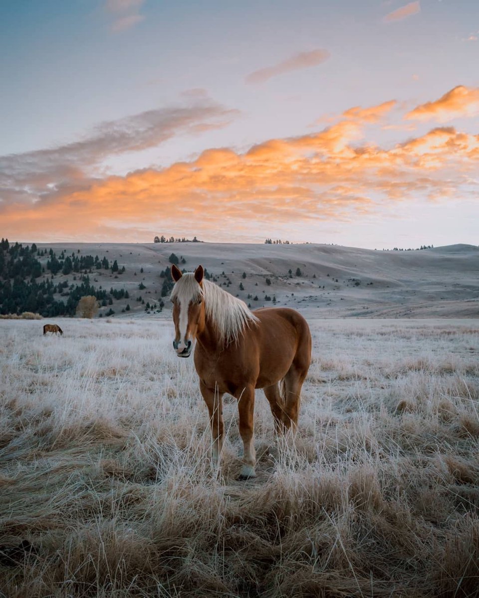 RockCreekRanch tweet picture