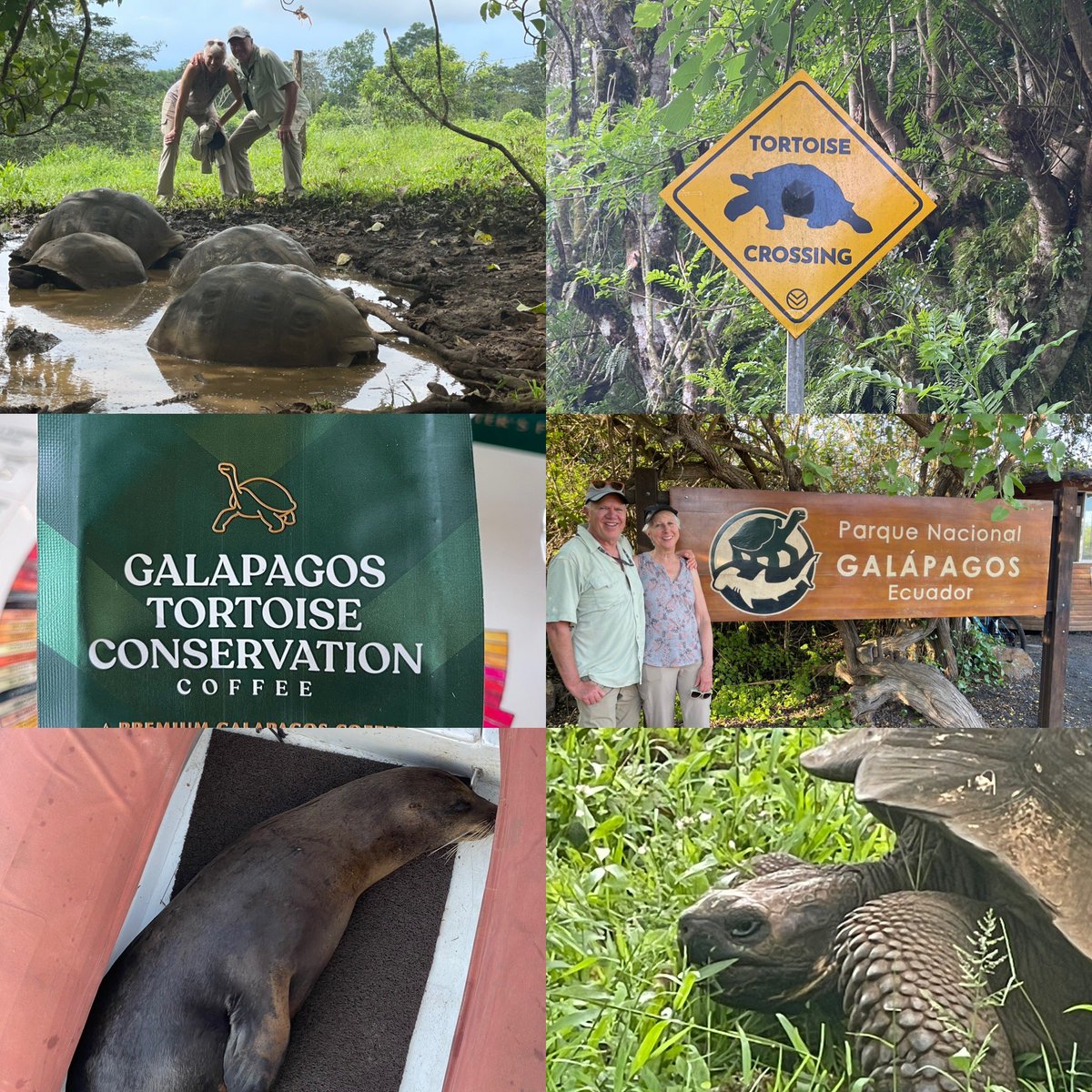 Galápagos Islands 2024. Day Five. Galapagos giant tortoise. Charles Darwin Research Station. Coffee. #galapagos #galapagostortoise #charlesdarwinresearchstation