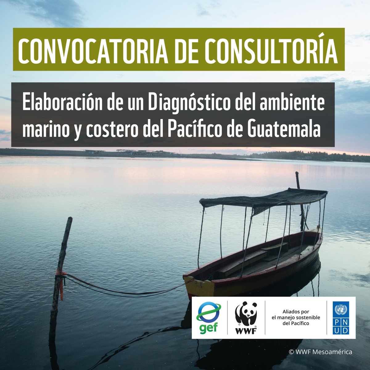 WWF_MAR's tweet photo. 🇬🇹🔎Convocatoria abierta para #consultoría en #Guatemala 

🌊Buscamos una entidad consultora experta para llevar a cabo un diagnóstico sobre el estado del ambiente marino-costero del Pacífico de Guatemala.

🔗Descarga los Términos de Referencia en el enlace:
https://t.co/v5eCg8nx6C
 
🗓️Únete a nuestra reunión virtual para resolver todas tus preguntas. Envía tus consultas a jvillagran@wwfca.org antes del 15 de febrero de 2024 y manifiesta tu interés en participar.   

 #PNUD #GEF #ConvocatoriasAbiertas #Consultoría #Guatemala #PacíficoSostenible #Conservación