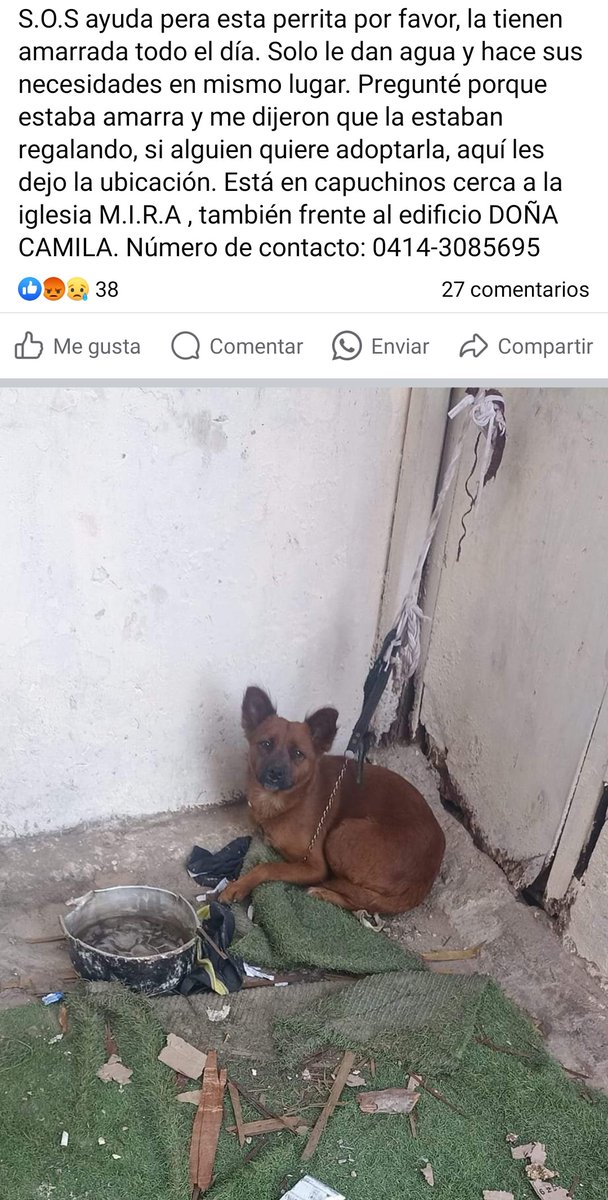 PerroUsuario's tweet photo. Cada vez son más los casos de maltrato animal. Por favor ayudemos para que esta pequeña conozca al fin lo que es el amor de una familia. Se encuentra en Caracas. Si deseas más información debes contactar al número publicado https://t.co/B3o9MzbzMh