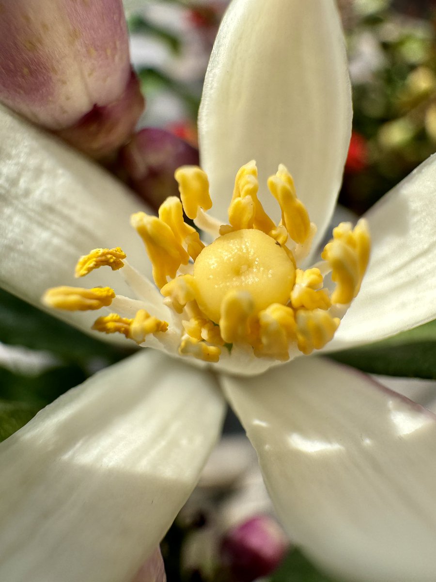 FotogChris's tweet photo. Eureka Lemon Tree https://t.co/wV8KUgNCWc