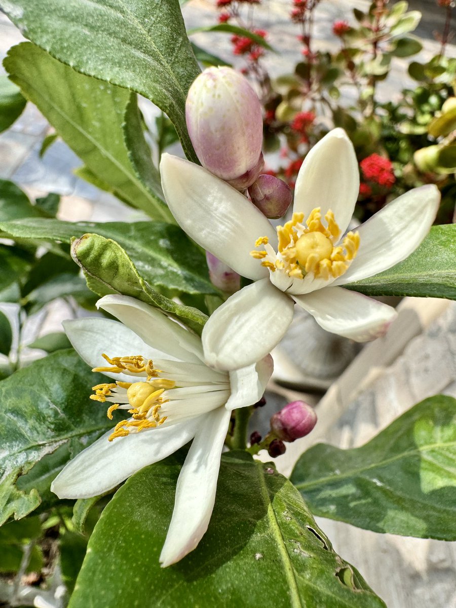 FotogChris's tweet photo. Eureka Lemon Tree https://t.co/wV8KUgNCWc
