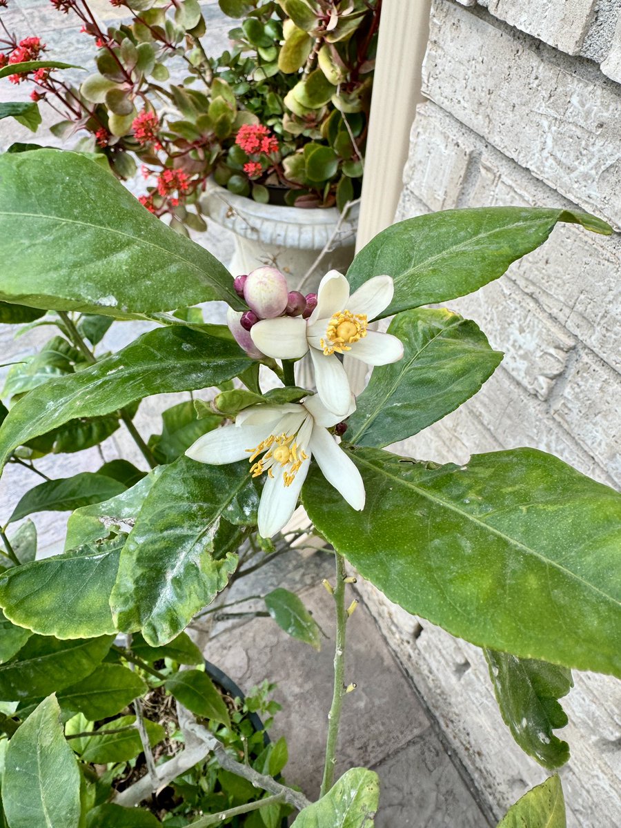 FotogChris's tweet photo. Eureka Lemon Tree https://t.co/wV8KUgNCWc