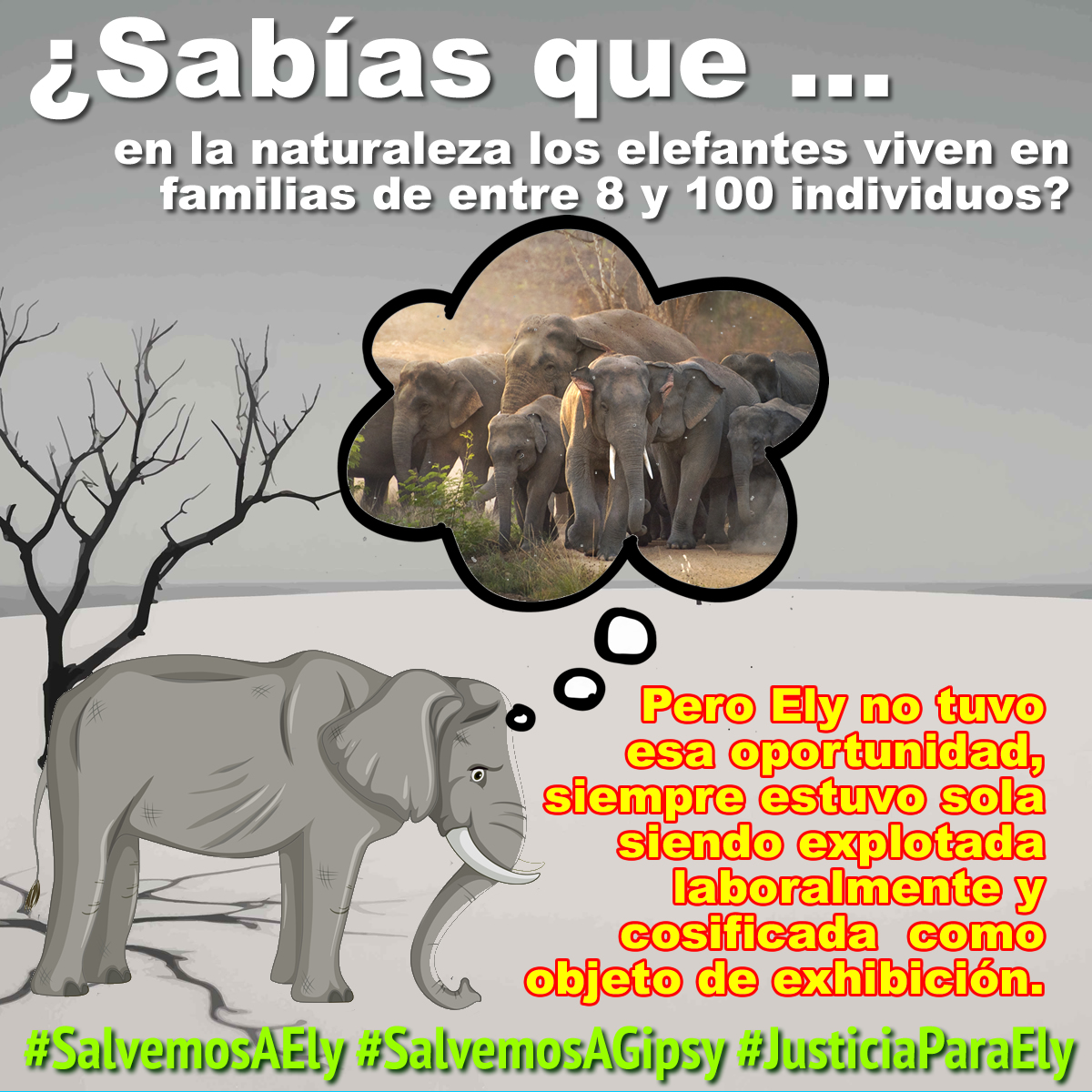 Debido al aislamiento que ha sufrido Ely "la elefante más triste del mundo" ha desarrollado comportamientos de alarma recargar su cabeza contra la pared, comportamiento apático, golpearse en puertas y barrotes, y coprofagia. 

Existe la opción de que Ely y Gipsy (que llego al