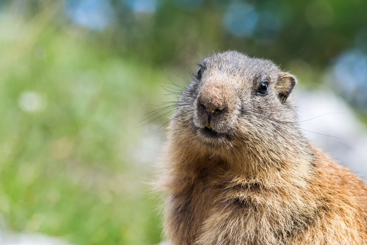 weaselsforever's tweet photo. Soon… https://t.co/tzyr0F7BJq