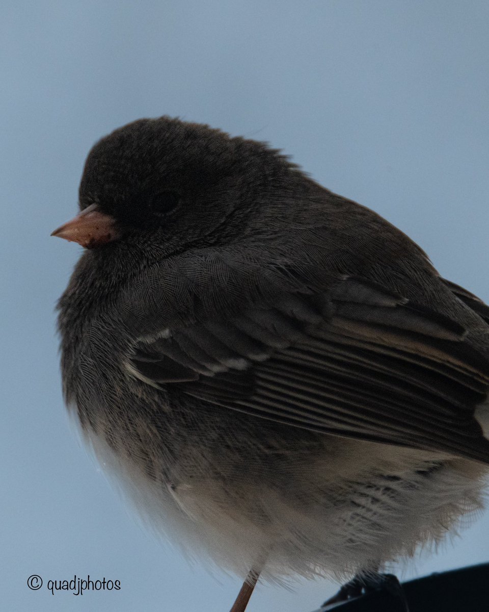 Dark-eye Junco #bird #birdofinstagram #birdphotography #nature #naturephotography #naturephotographer #wildlifephotography #mainephotography #mainephotographer #birdbraincafe