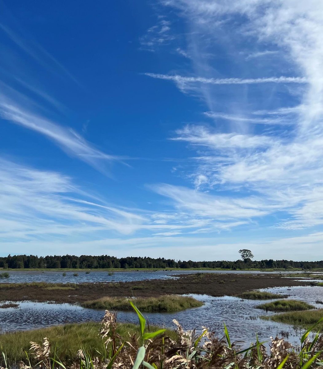 Happy World Wetlands Day!
🌱 Nurture and support one of our most valuable ecosystems.

We spoke with Hannah Wesley, a PhD student at UNSW in Sydney researching salt marshes. Read the interview on the event page of our website: scbsydney.wordpress.com
#WWD2024 #ActforWetlands