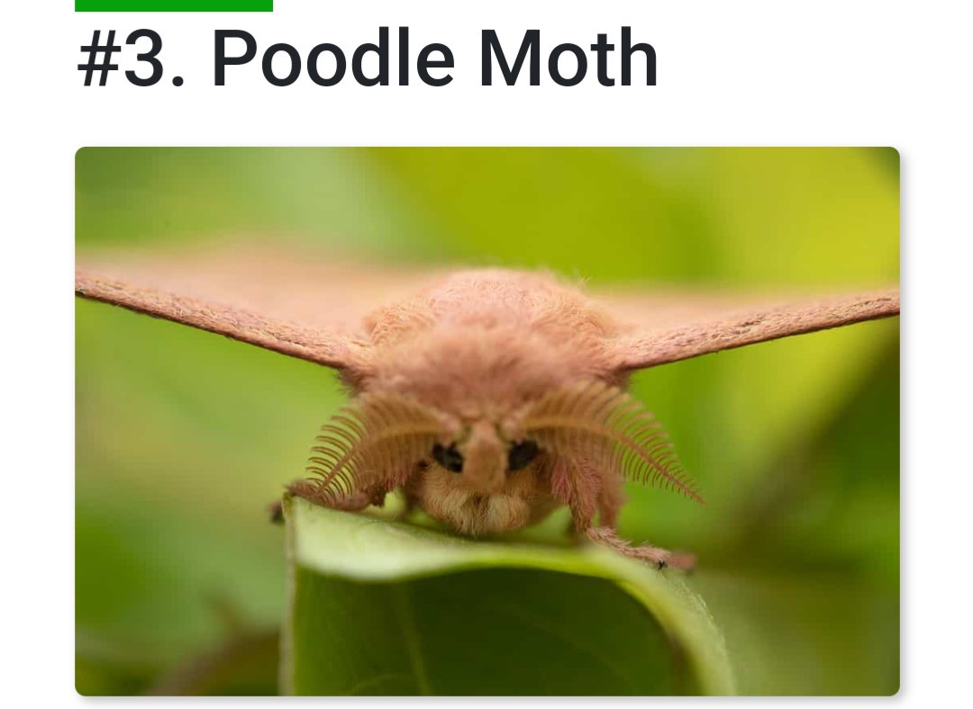 MTL | Arabesque tweet media