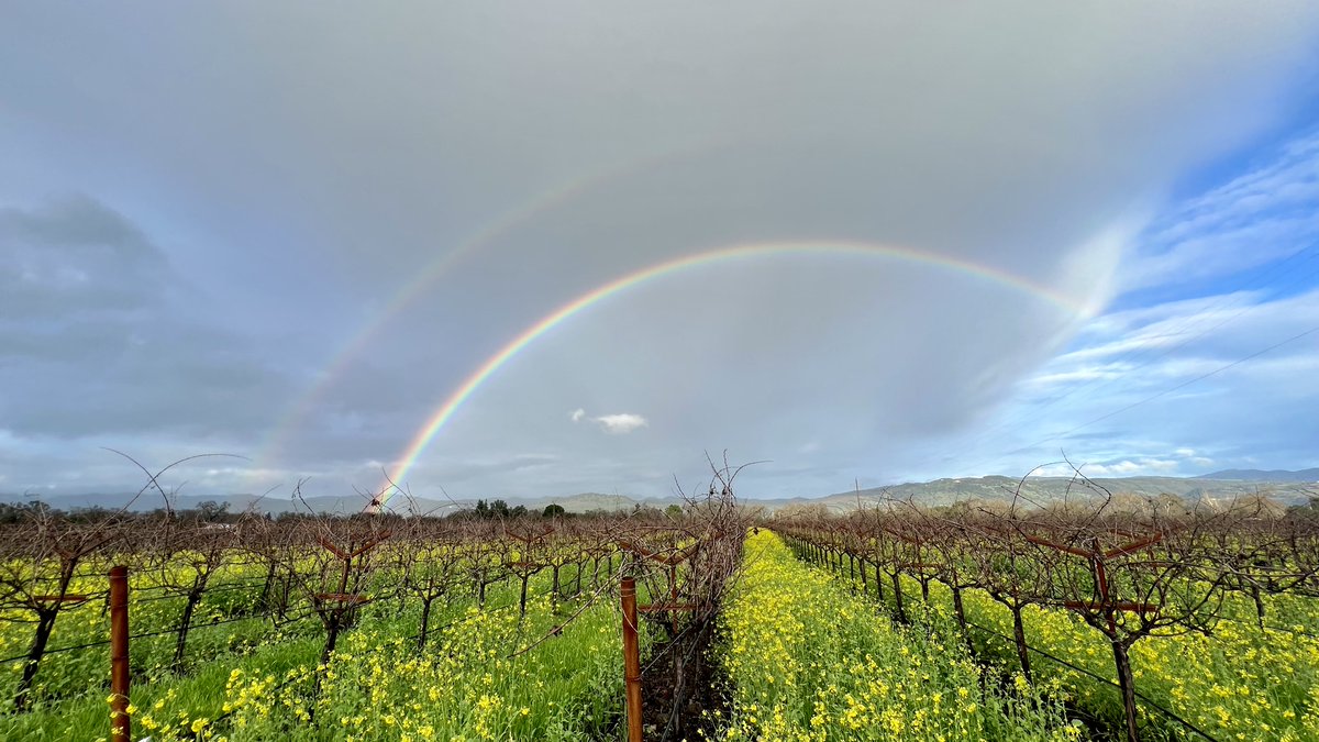 🌈 Double rainbow alert at our Rutherford Vineyard! 🌈✨ This view is too gorgeous not to share – tag someone who deserves a double rainbow to brighten their day!

#PEJUwinery #napavalley #rutherford #visitnapavalley #winecountry #winelover #winetime #vineyard #mustardseason