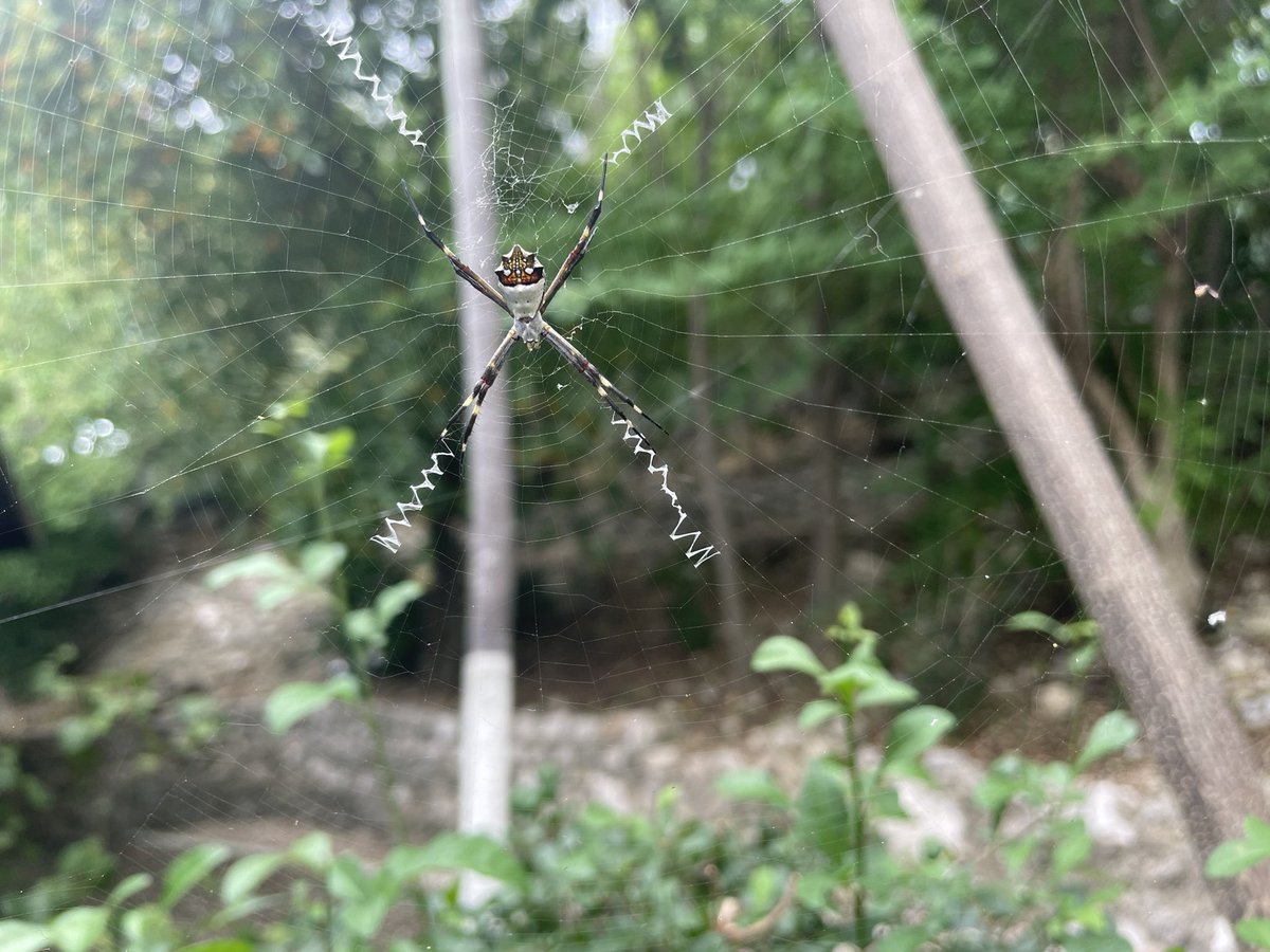HanBrussel's tweet photo. @freekvonk weet jij wat voor spin dit is?
Bij ons in de tuin , curacao https://t.co/8o8QpMKAGz