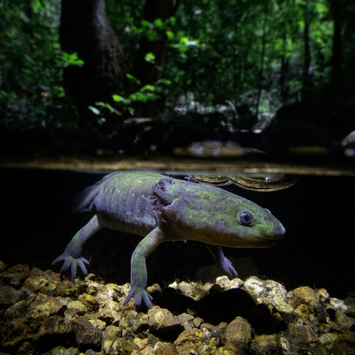 LouiXion's tweet photo. En San Luis Potosí, el axolotl lucha contra la sequía. Esta joya acuática de México, capturada por Jorge Castro Urbiola, simboliza la urgencia de conservar el agua y nuestros ecosistemas. Su adaptabilidad nos asombra, pero necesita nuestra ayuda. © Jorge Castro Urbiola/TNC 2023 https://t.co/y6mtF3fZcG
