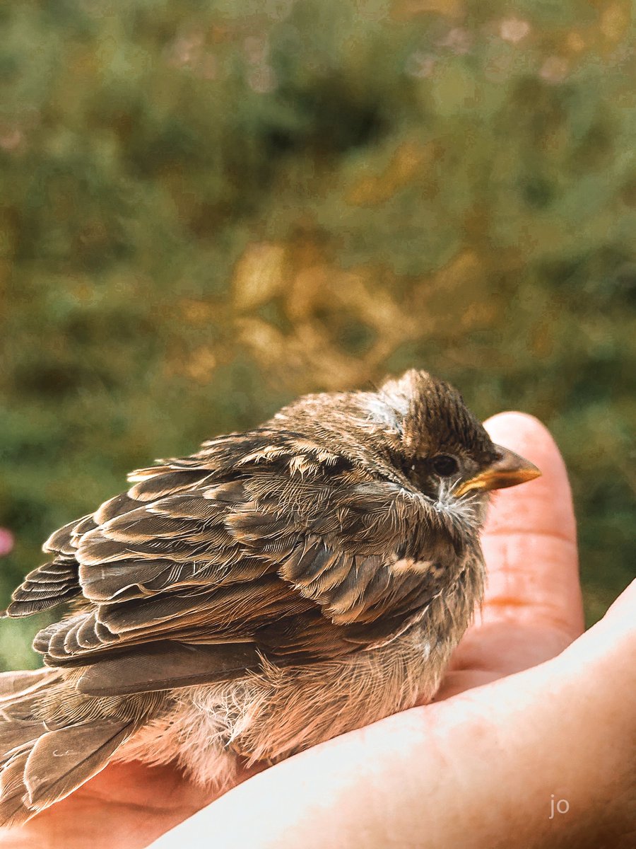 Little bird plain but beautiful to me #AnimalsUpClose #BirdsOfTwitter #photo