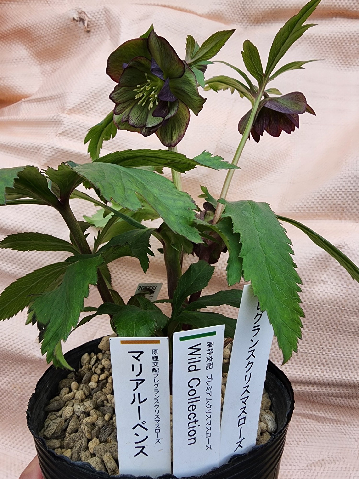 M7557 認定！マリアルーベンス　クリスマスローズ開花加藤農園 M様専用7557 認定！マリアルーベンス クリスマスローズ開花加藤農園