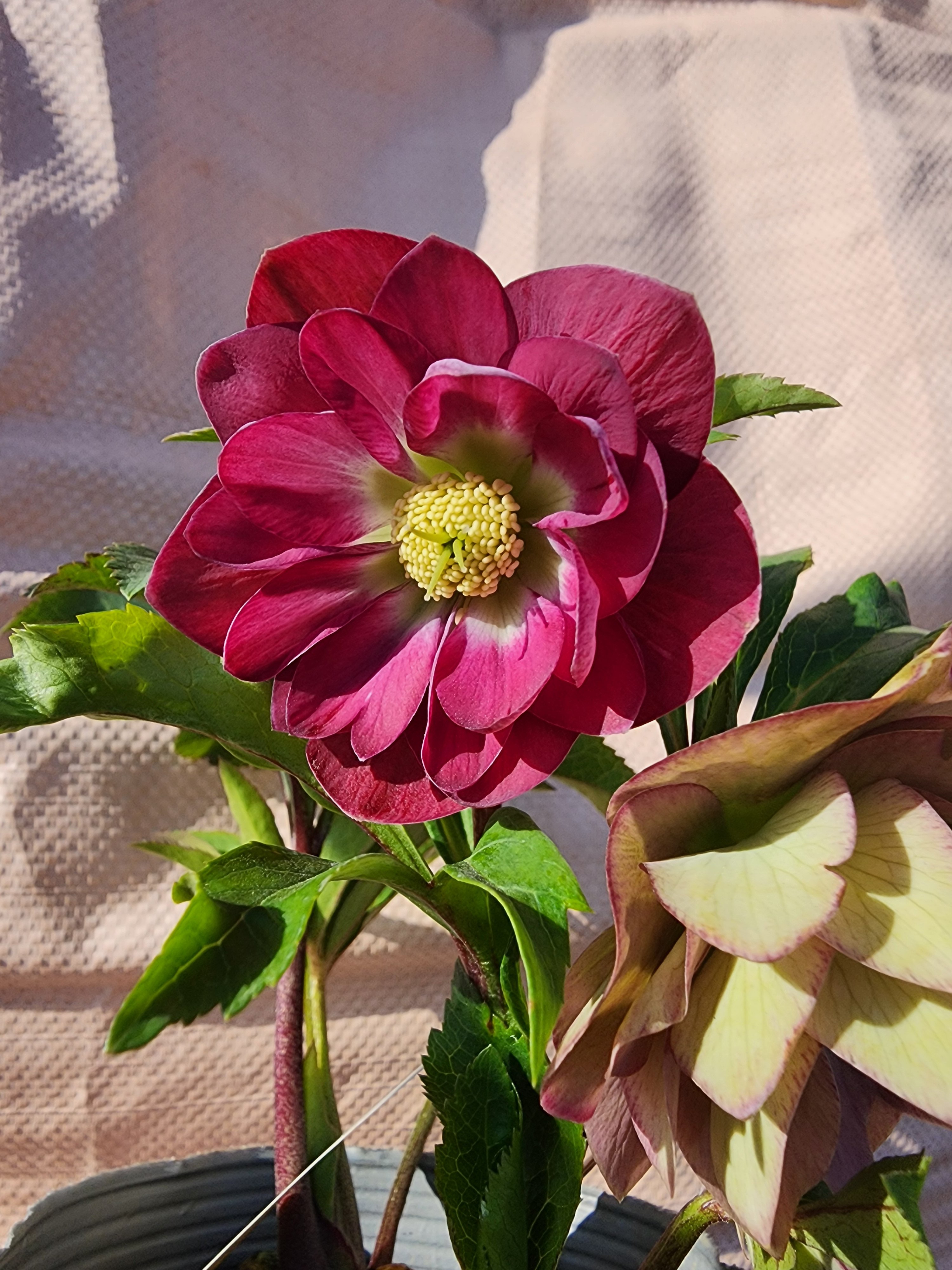 M7557 認定！マリアルーベンス クリスマスローズ開花加藤農園 M7557