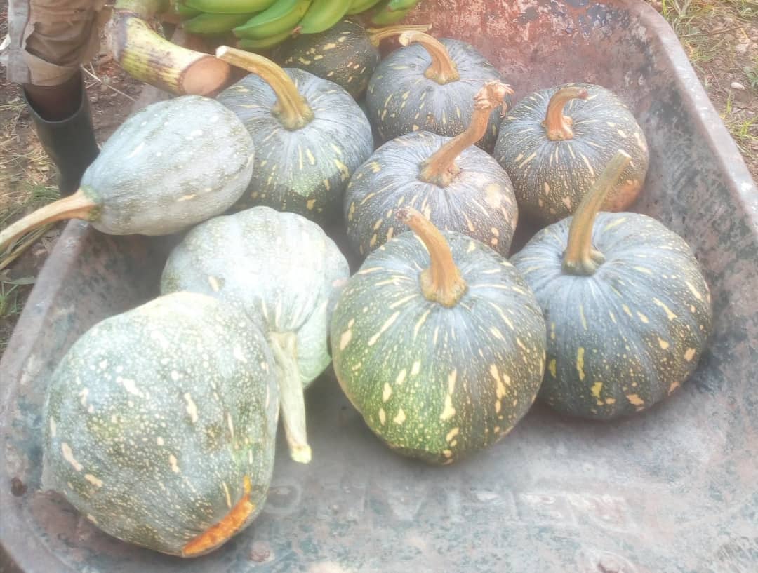 KiapiKFreddie76's tweet image. Our last weekend harvest at our humble small farm #Kiapi family in Mityana district. Starting small &amp;amp; will soon become bigger. 
#YellowSweetPumpkin 
#PurelyOrganic 
@drkasenene @MAAIF_Uganda @OWC_ug @naads_ug @narouganda