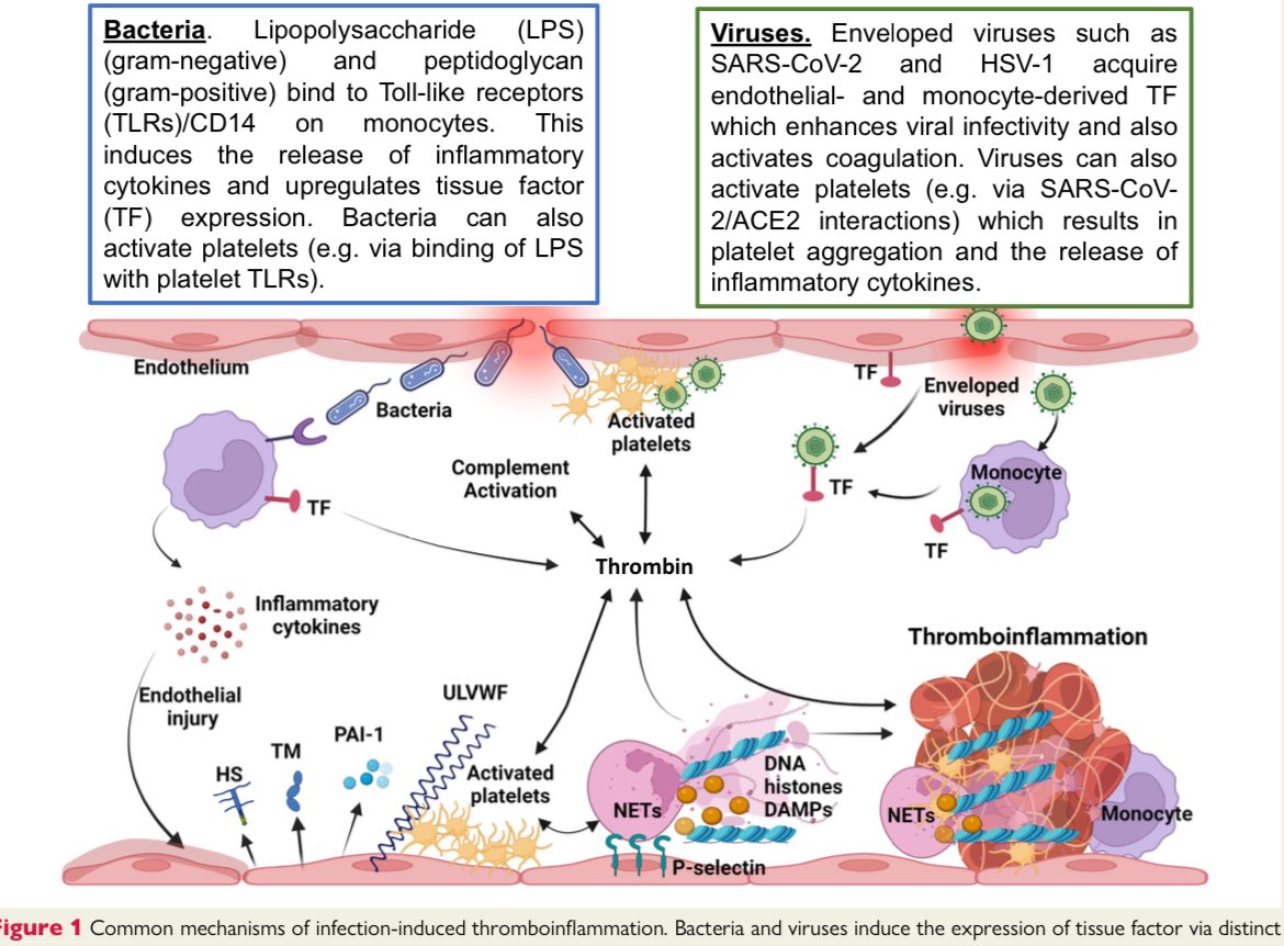 Hematología Intensa tweet media
