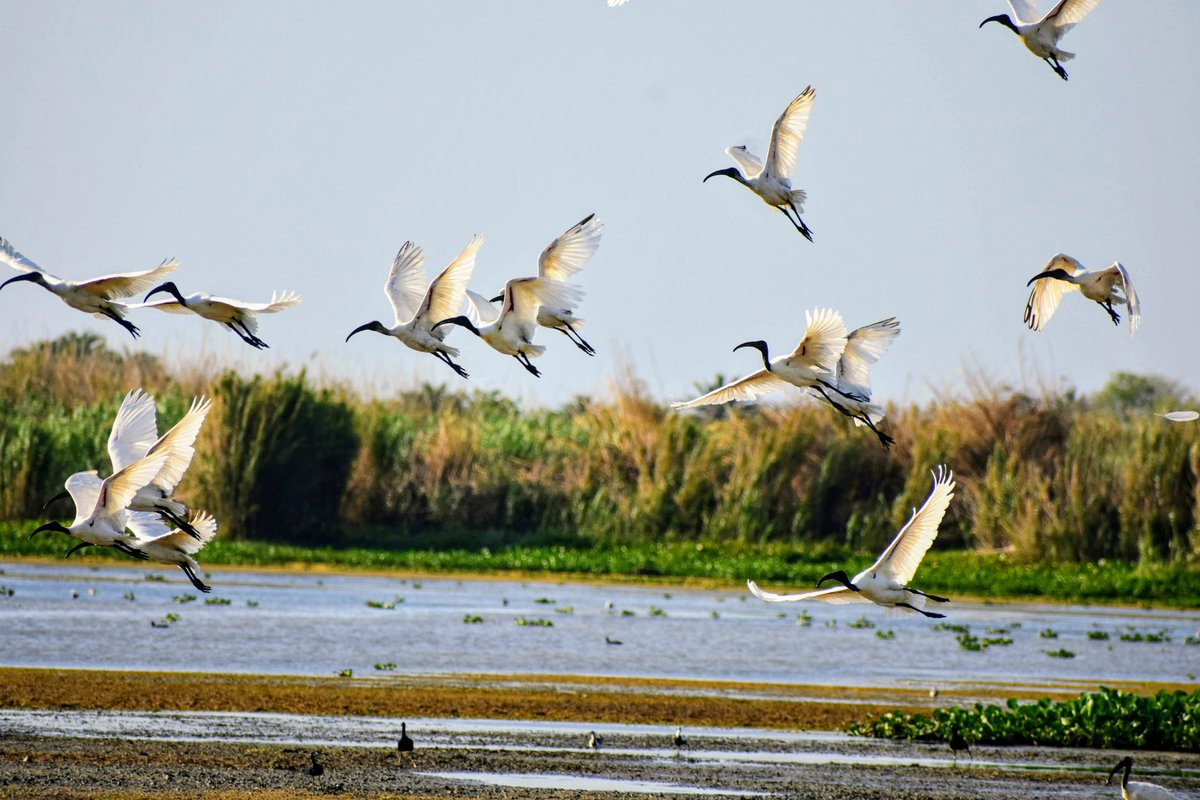 digvijayrichi's tweet image. #WorldWetlandsDay Wetlands are very crucial for us &amp;amp; #environment. Do you know wetlands can save you from #draughts as well as from #floods ?  Wetlands act like natural sponges, filters &amp;amp; support massive #biodiversity 
@DfoBonai @PCCFWL_Odisha @ForestDeptt