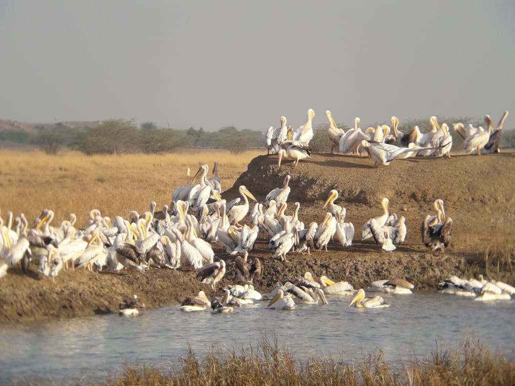 The theme of this year's #Worldwetlandsday2024 is 'Wetlands and Human Well-being'. It aims to highlight the interconnectedness of human well-being and wetlands. Let us commit to their preservation and sustainable use!