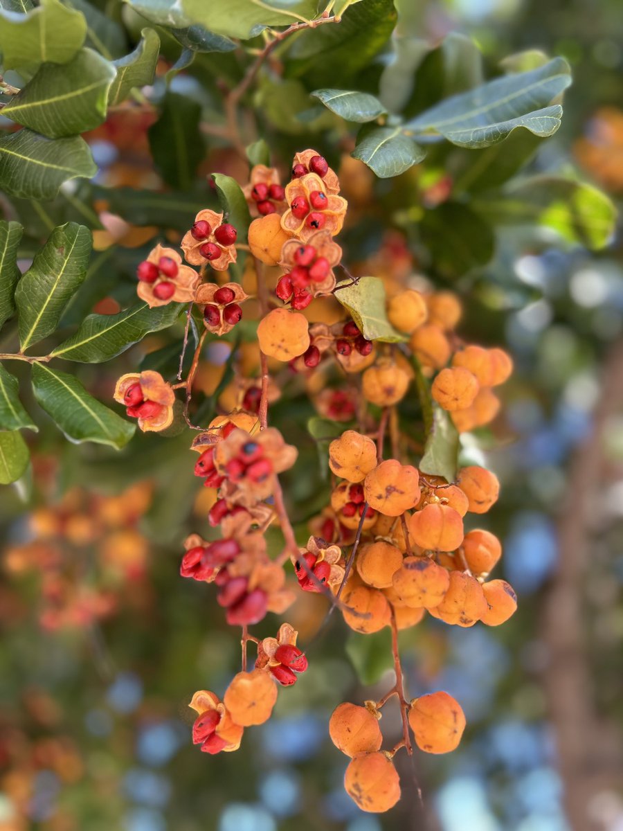 thgreenerside's tweet photo. Found it beautiful and clicked. What are they? https://t.co/5XbdfT9WJi