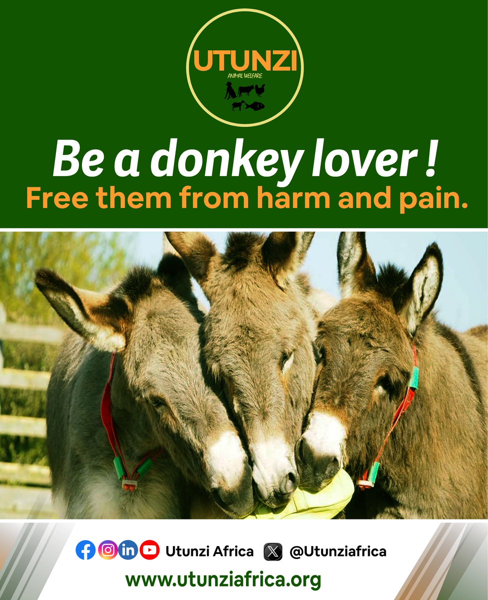 utunziafrica's tweet photo. Donkeys are friendly beings. They co-exist very well with man and have proven to be resourceful to them. We can improve this by preventing them from pain and any harm.
For more information:
Visit our website : https://t.co/2xIuuOhuev
#donkeywelfare #stopdonkeyslaughter https://t.co/fklnSddwGM