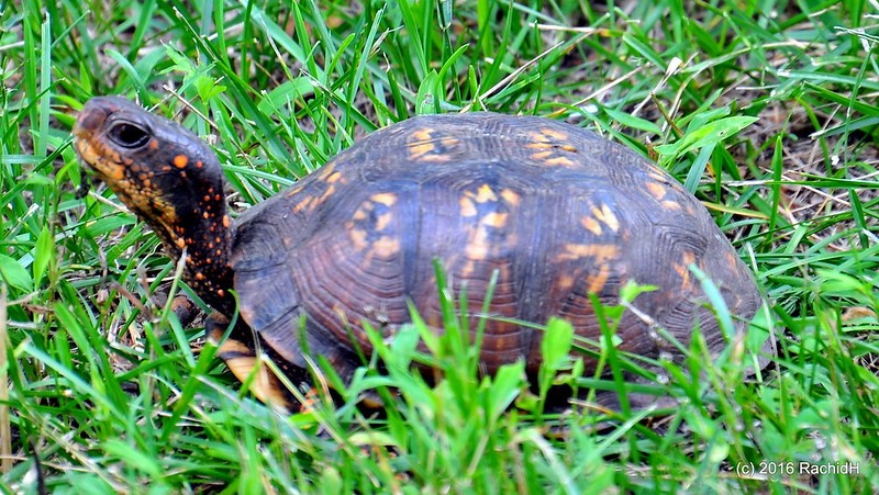 rachidH's tweet image. #EasternBoxTurtle #Turtle #Terrapene #Tcarolina #Tortue #TortueBoîte #TortueTabatière #Sparta #NewJersey #NJ

Rachid H shared a photo with you from the Flickr app! Check it out:
flic.kr/p/KqHKfE