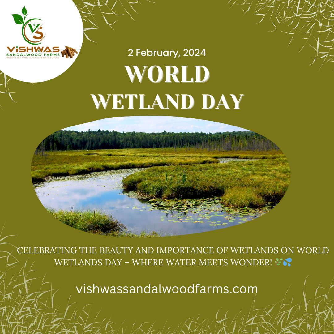 🌿 Happy World Wetlands Day! 💦 Let's celebrate the extraordinary beauty and significance of wetlands around the globe. #WetlandsMatter #WorldWetlandsDay #WetlandsConservation #WetlandsProtection #WetlandEcosystems  #NaturePreservation #WaterConservation #vishwassandalwoodfarm