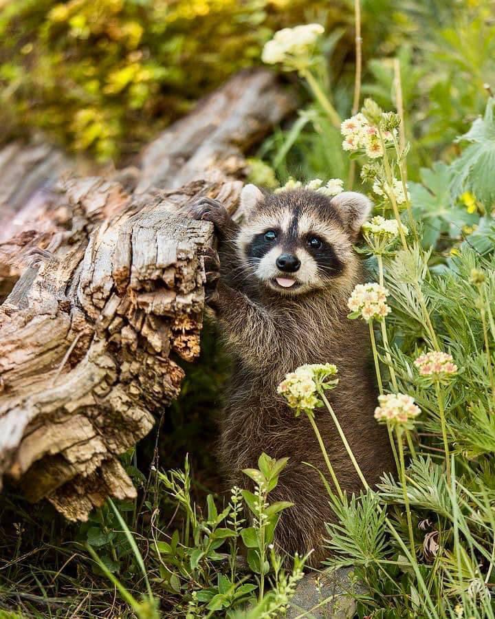 raccoonhourly's tweet photo. https://t.co/ThDa07R7t6