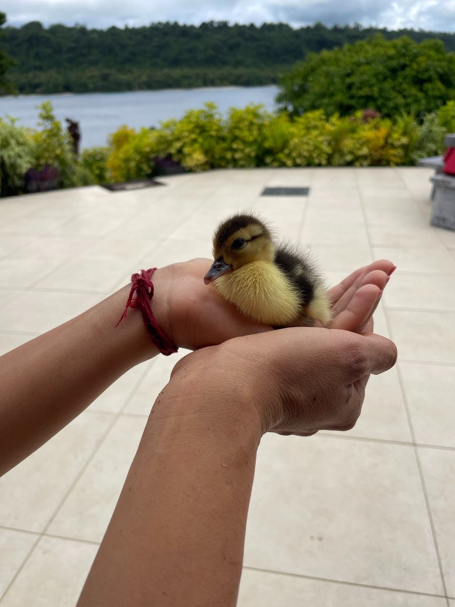 Satoshi Island tweet media