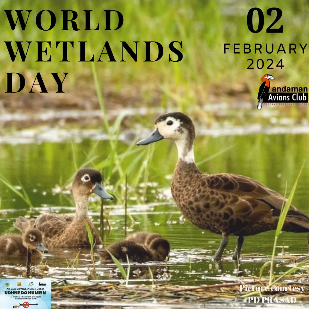 🌿 We celebrating #WorldWetlandDay! Let's cherish and protect these vital ecosystems that support diverse birdlife. Together, we can make a difference for our wetlands🦩 #WetlandDay #AndamanAviansClub
@RamsarConv @WetlandsInt @YEWetlands @BirdLife_News @birdcountindia @IndiAves
