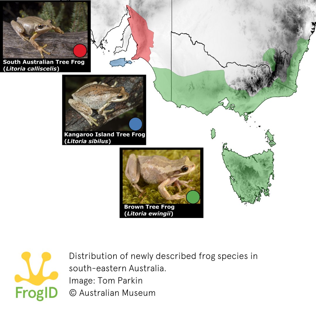 FrogID tweet media